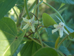 Cynanchum montevidense