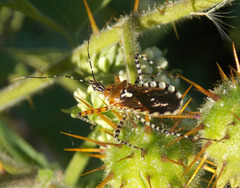 Cosmoclopius nigroannulatus