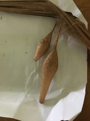 Ordgarius magnificus