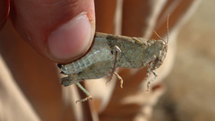 Trimerotropis pseudofasciata