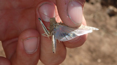 Trimerotropis pseudofasciata