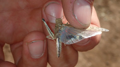 Trimerotropis pseudofasciata