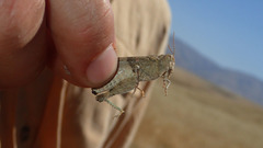 Trimerotropis pseudofasciata