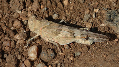 Trimerotropis pseudofasciata
