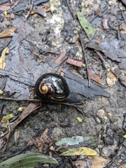 Victaphanta compacta
