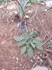 Salvia verbenaca
