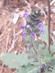 Salvia verbenaca