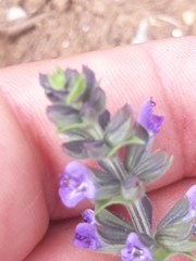 Salvia verbenaca