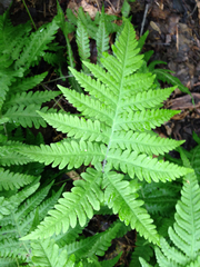 Phegopteris
