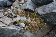 Cherleria marcescens