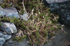 Cherleria marcescens