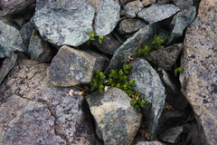 Arenaria humifusa