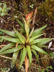 Tillandsia turneri