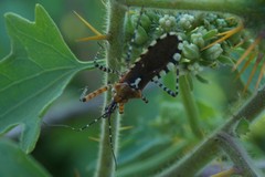 Cosmoclopius nigroannulatus