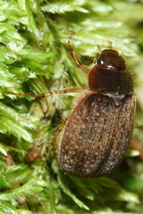 Odontria xanthosticta