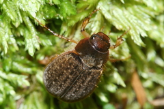 Odontria xanthosticta