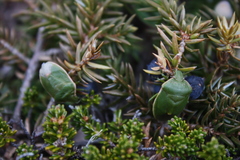 Chlorochroa persimilis