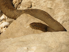 Nerodia sipedon insularum