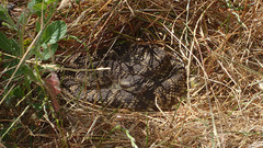 Crotalus oreganus