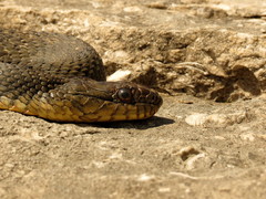 Nerodia sipedon insularum