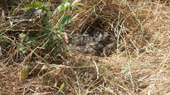 Crotalus oreganus