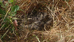 Crotalus oreganus