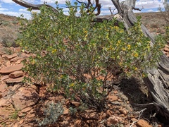 Senna artemisioides coriacea