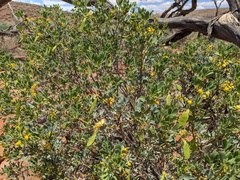 Senna artemisioides coriacea