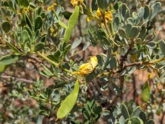 Senna artemisioides coriacea
