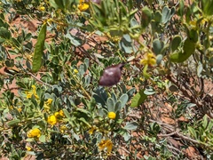 Senna artemisioides coriacea