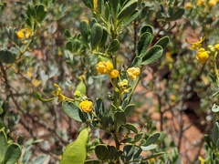 Senna artemisioides coriacea