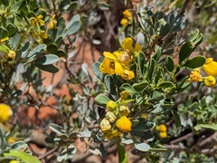 Senna artemisioides coriacea