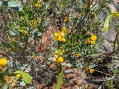 Senna artemisioides coriacea