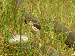 Coluber constrictor foxii