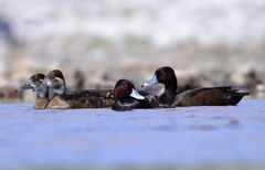 Southern Pochard photo 3