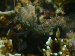 Hermodice carunculata