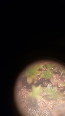 Fissidens sublimbatus