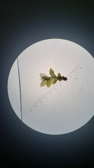 Fissidens sublimbatus