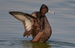 Southern Pochard photo 4