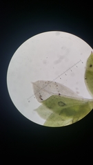 Fissidens sublimbatus