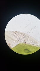 Fissidens sublimbatus