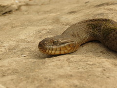 Nerodia sipedon insularum