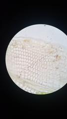 Fissidens sublimbatus