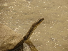 Nerodia sipedon insularum