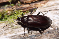 Tanychilus