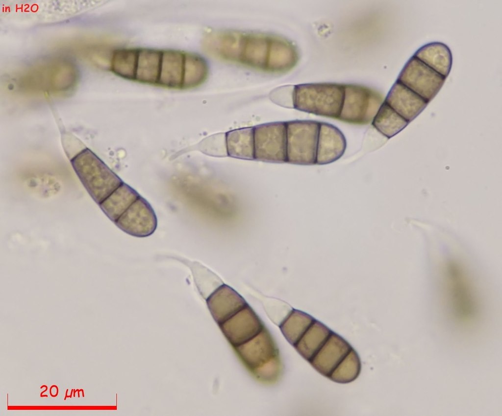 Rebentischia