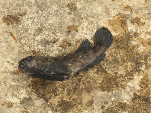 Neogobius melanostomus