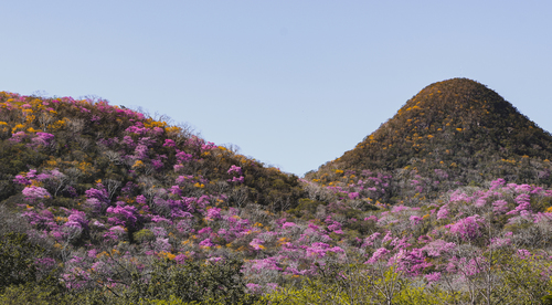 Tabebuia impetiginosa - Whole tree