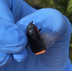 Osca lata