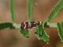 Nemophora sparsella